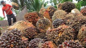 Harga CPO dan Sawit Naik Tipis