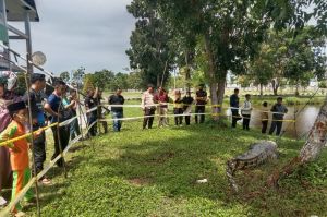 BKSDA Evakuasi Buaya Diduga  Pemangsa Manusia 