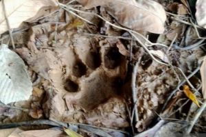 Jejak Kaki Harimau Ditemukan di Perkebunan Warga Desa Lopak Aur