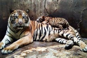 karyawan Tewas Diserang Harimau , Objek Wisata Serulingmas Tutup 