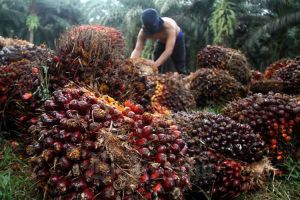Harga CPO Naik, TBS Terjun Bebas