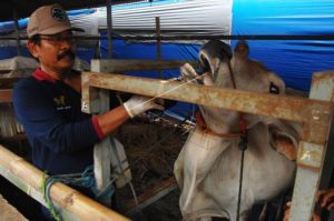 Kementan Siapkan Strategi Pemberantasan Penyakit Mulut-Kuku Ternak