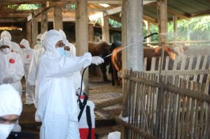 Kementan Distribusikan Obat-Obatan dan APD Untuk Kendalikan PMK