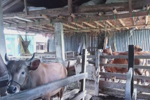 Potensi Energi Biogas Jadi Pengembangan EBT