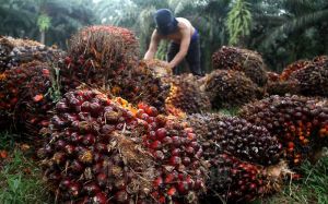 PKS Beli TBS Murah Harus Ditindak