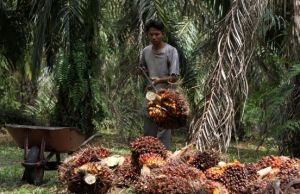 Harga Sawit Anjlok, di Tebo Hanya Rp700 Per Kilogram