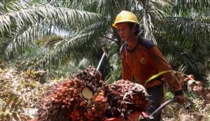 Musim Mas Beli TBS Sawit Petani di Atas Harga Pasar