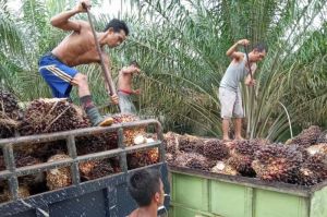 Harga TBS di Jambi Turun Rp92 Per Kilogram