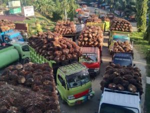 Turun Tipis, Ini Harga Sawit dan CPO di Jambi Terbaru