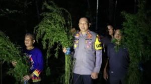 Lima Hektare Ladang Ganja di Perbukitan Ditemukan Polisi, Langsung Dibakar