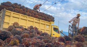 Harga Sawit di Jambi Seminggu ke Depan Naik Tipis, Ini Rinciannya
