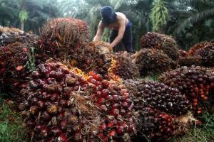 Harga Sawit dan CPO Turun Tipis