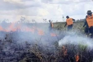 Menhut Minta Aparat Terkait Waspada, Tingkatkan Patroli di Wilayah Rawan Karhutla