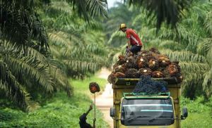 Ketegasan Pemerintah Kunci Pemulihan Harga Sawit Jambi